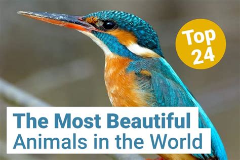 Top 24 Most Beautiful Animals in the World