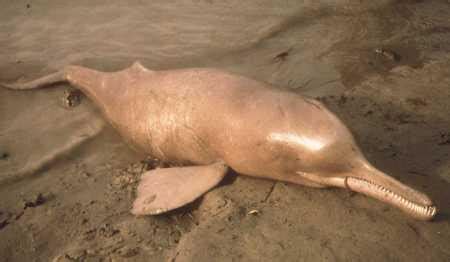 Poachers Kill Ganga River Dolphin in Bihar - India's Endangered