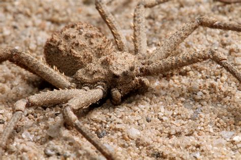 Six-eyed sand spider (Sicarius hahni) - Arachnipedia Wiki