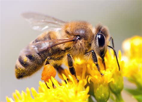 Combien de temps vit une abeille ? Julia, 10 ans - Images Doc