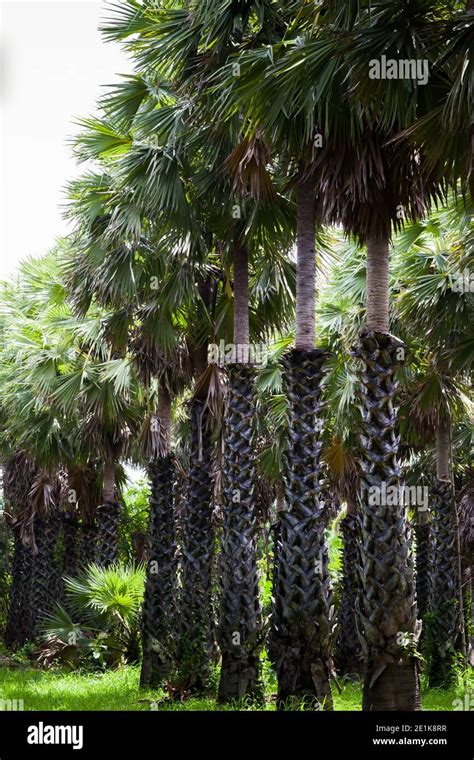 Toddy palm tree on farm Stock Photo - Alamy