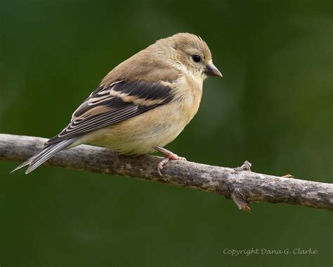 Juvenile American Goldfinch | I believe this is a juvenile A… | Flickr