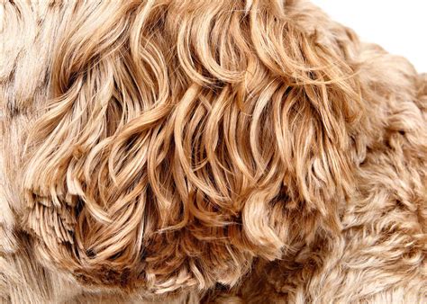 Pet Photographer Captures The “Hair of the Dog” in Up-Close Fur Shots