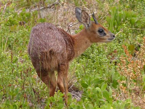 Blog – PlanetJune by June Gilbank » Cape Town wildlife XII