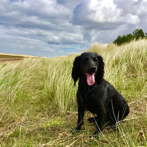 Beautiful Ruby on Holkham Beach looking gorgeous with the wind in her ...