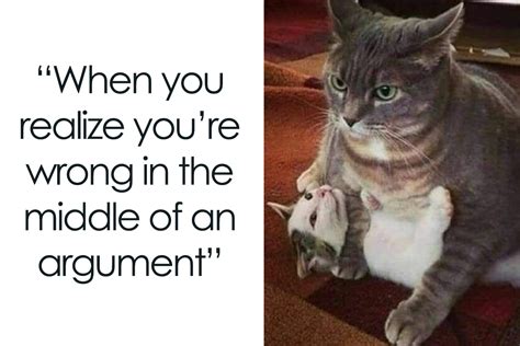 'Cats On Catnip': 50 Funny And Relatable Cat Memes That Show Why The Internet Loves Them So Much ...