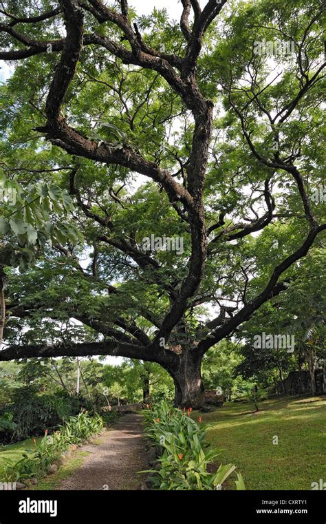 Guanacaste tree (Enterolobium cyclocarpum), national tree of Costa Rica ...