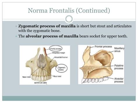 Anatomy head and neck(norma frontalis)