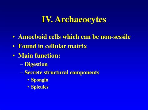 Phylum Porifera: Sponges - ppt download