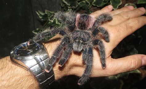 Peruvian Pinktoe Tarantula - Jonathan's Jungle Roadshow