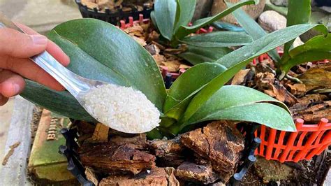 This natural fertilizer will help your orchid stay healthy for 4 ...