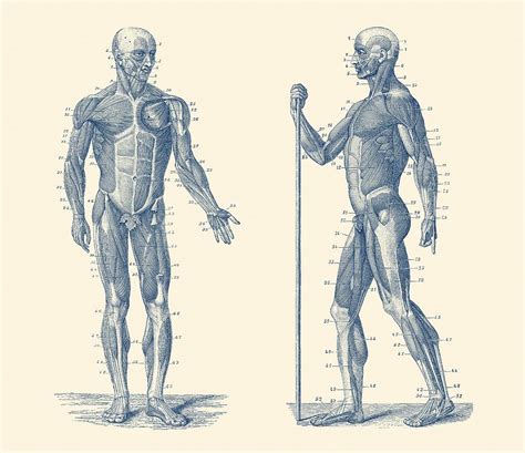 Dual View Human Muscle System - Vintage Anatomy Drawing by Vintage Anatomy Prints - Fine Art America