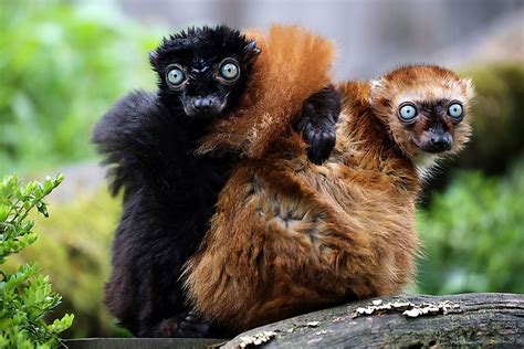 The World's 25 Most Endangered Primates - WorldAtlas.com