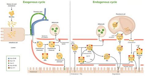 Cholesterol Metabolism | Concise Medical Knowledge