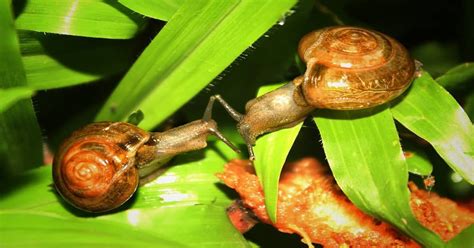 How Do Snails Reproduce? - Learn About Nature