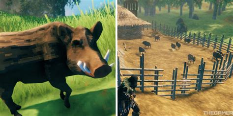 How To Tame And Breed A Boar In Valheim