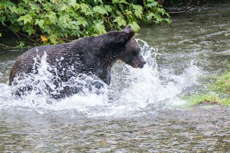 Jon's Journeys: Camp Run A Muck, Hyder, AK and the Bear Viewing Platform