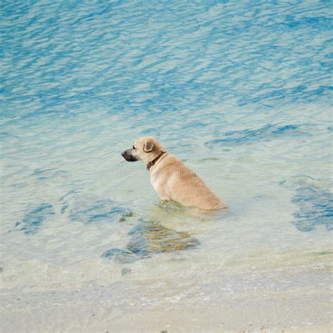 Dog swim beach stock image. Image of domestic, outside - 57098941