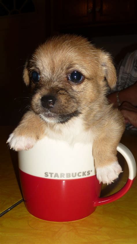 cup o' pup Pup, Dogs, Animals, Buen Dia, Animales, Dog Baby, Animaux ...