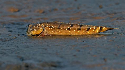 Mudskippers: Facts, Appearance, Amphibious Fish | RoundGlass | Sustain