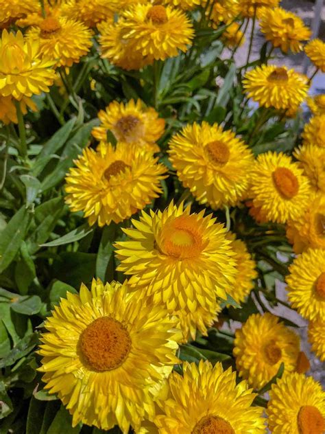 How to Grow and Care for Strawflowers | Gardener's Path