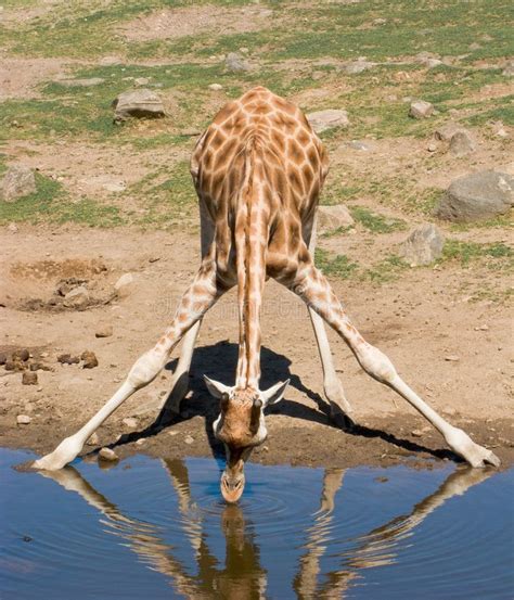 A drinking giraffe. A giraffe drinking from a pond #Sponsored , #PAID ...