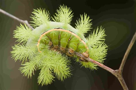 Do Caterpillars Bite or Sting?