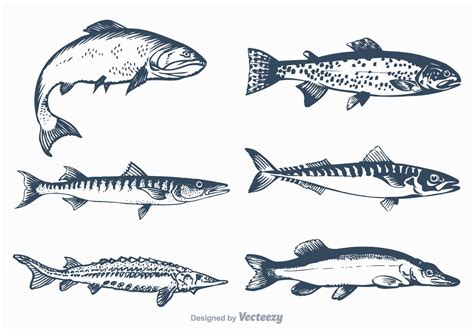 Free Vector Freshwater Fish Set 114286 Vector Art at Vecteezy