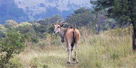 Eland: A Complete Wildlife Guide To The African Eland