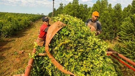 Limitación en las plantaciones de yerba mate: el sector molinero reiteró su malestar por la ...