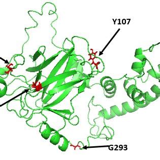 Carton Representation of the TP53 Protein. TP53 protein structure and... | Download Scientific ...