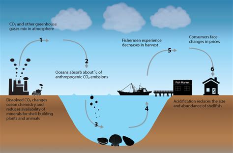 Climate Action Benefits: Shellfish | Climate Change in the United States: Benefits of Global ...