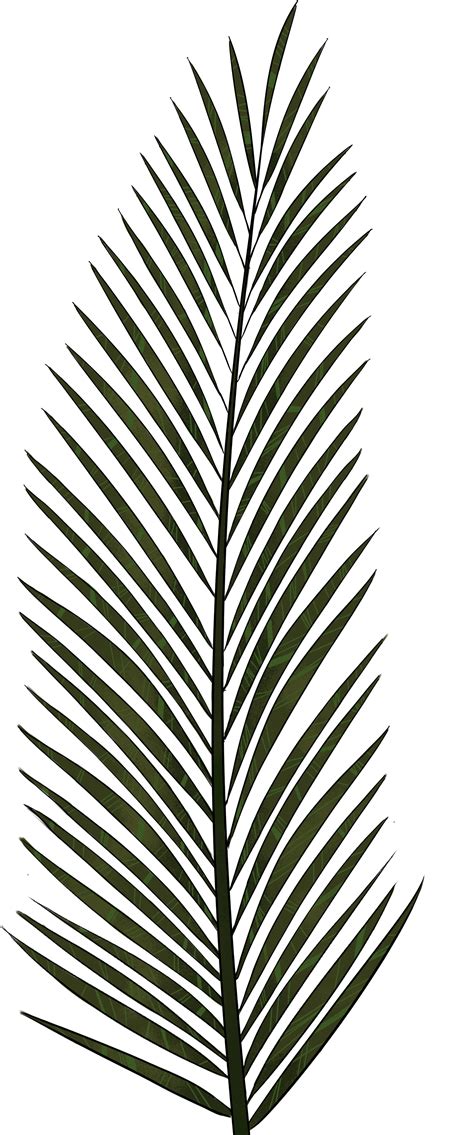 Palm Leaves - Palm Tree Leaf Texture Clipart - Full Size Clipart (#514164) - PinClipart