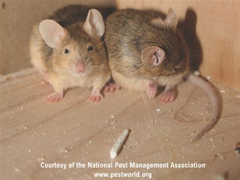 What Are House Mice? House Mice Identification & Control