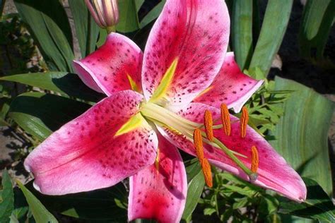 27 of the Best Lily Varieties | Gardener’s Path