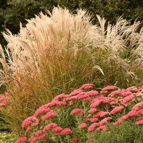 Miscanthus Sinensis Seeds - Chinese Silver Ornamental Grass Seed