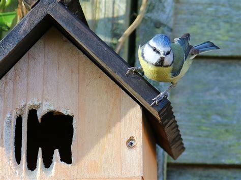 Blue Tit Nesting Nest Box - Free photo on Pixabay - Pixabay