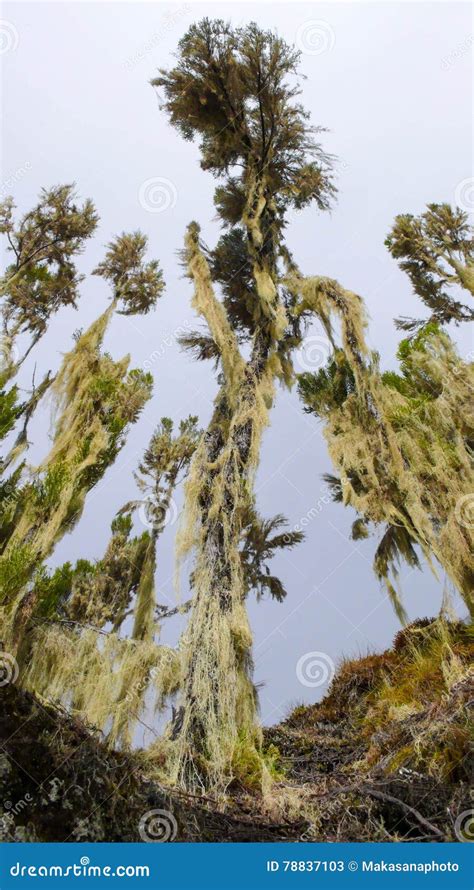 Rain Forest in Kilimanjaro National Park Stock Image - Image of zone ...