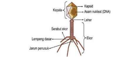 Update Apa Itu Dna Dalam Bakteriofage