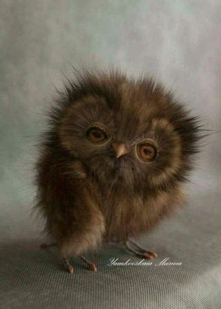 A baby Red Owl : r/aww