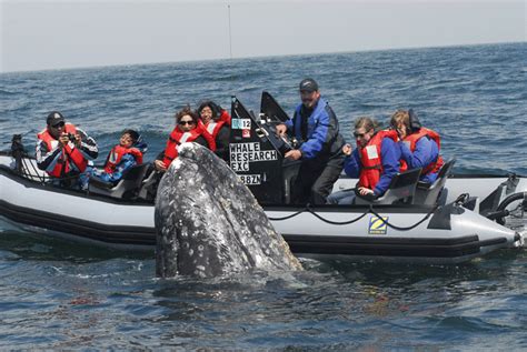 Zodiac whale watching tours with Whale Research EcoExcursions/Carrie Newell (researcher ...