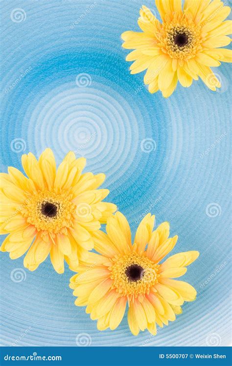 Yellow gerbera Daisies stock image. Image of design, blue - 5500707