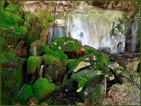 Moss Garden - Aussie Bushwalking