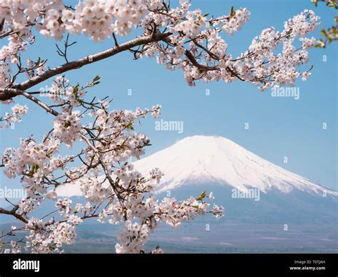 Mt. Fuji and Cherry Blossoms Stock Photo - Alamy