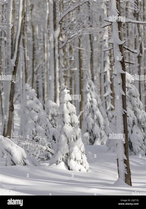 Winter at Mount Lusen in National Park Bavarian Forest (Bayerischer ...