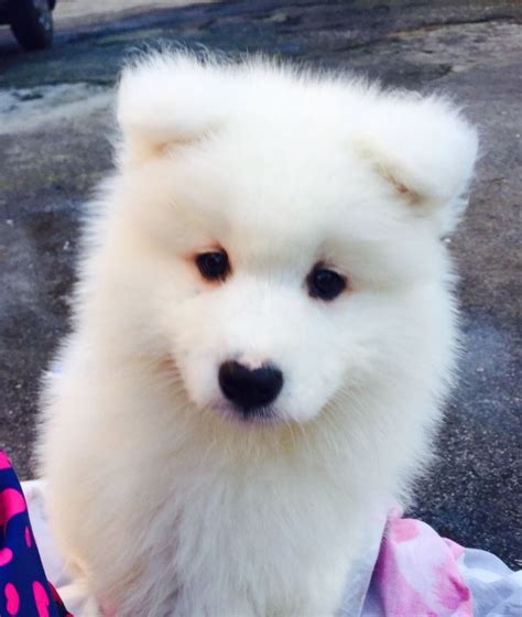 Samoyed For Sale in Oakland County (1) | Petzlover