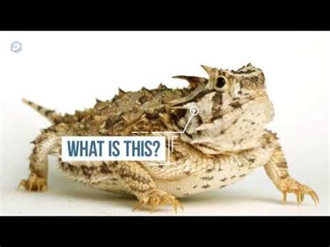 Horned frog? Horny toad? What do you call TCU's mascot? - YouTube