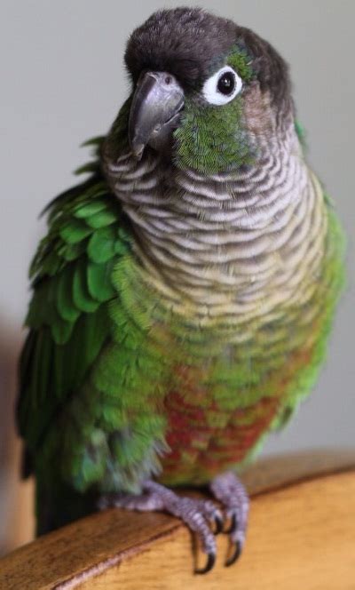 I love them | Conure parrots, Parrot facts, Parrot bird