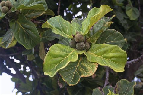 Green tree fruits stock image. Image of freshness, fruits - 155936569