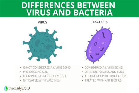 Virus Vs Bacteria - Differences & Similarities